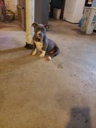I am sales my female bully she is shorty and wide she was born 6/16/18