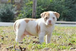 Male and female American bulldog puppies for sale