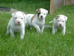 Gorgeous American Bulldog puppies available