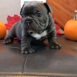 Adorable Bulldog puppies ready for their forever home