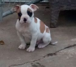 American Bulldog Puppies are ready to go to their forever