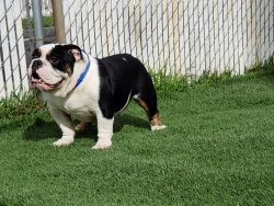 Bulldog looking for his forever home