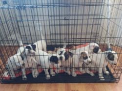 Rehoming 4 male 1 female American bulldog boxer puppies