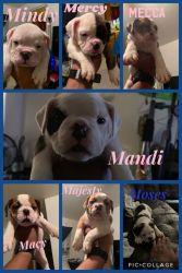 Victorian Bulldog puppies for sale to good homes