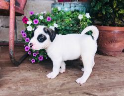 Registered American Bulldog Puppies NKC - Brindle & White, Dog, Puppy