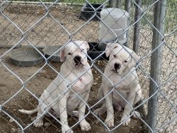 Registered American Bulldog Puppies