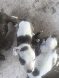 Blue Pitbull puppies for sale