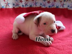 Hemi - American Bulldog