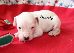 Dazzle - American Bulldog