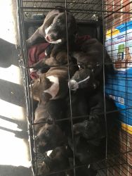 Puppy for sales