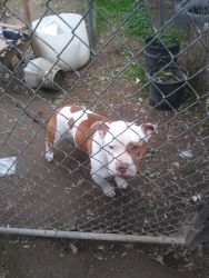 American bully for sale