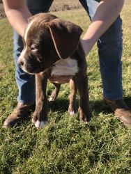 American bulldog mix puppies for sale