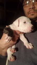 Dogo Argentino/American Bulldog puppies fore sale