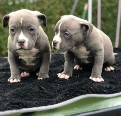 Bulldogs for sale