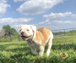 Champions and companions American bulldog puppies for sale