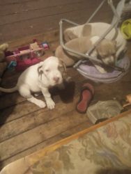 White and tan with blue eyes American bulldog puppies