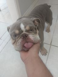 Awesome bulldog needs great home