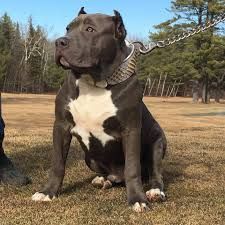 6month Pitbull puppies very playful and can be used as guard dog