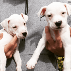 Adorable Home Raised American bulldog pups