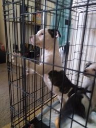 American bulldog pups available now!