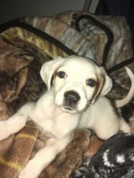 Selling a puppy