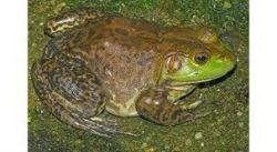 Adult Large Bullfrog