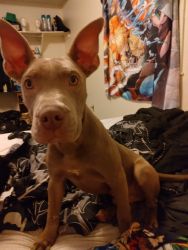 I have a pitbull named Joker and I need to rehome him