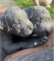 Bulliy puppies for sale