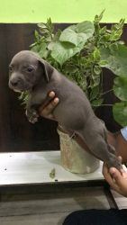 Blue eyes puppies available for sell in delhi...