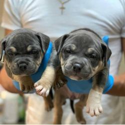 Cute and amazing Pocket American Bully Puppies