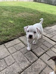 Female bully for sale
