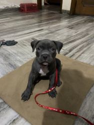 American bully puppy 1.5 months old