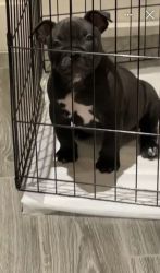 Bully Dog for sale