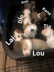 American Bully and American Pitbull Terrier Mixed Puppies
