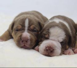 American bully “chocolate” pups for sale