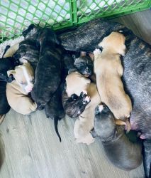 Xl bully pups for sale 400$
