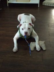 10 month old bully XL