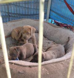 Precious Pitbull Puppies