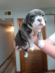 ABKC registered American Bully pups!