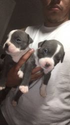 Grey and white bullies looking for new homes