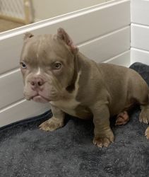 Lilac blue male available
