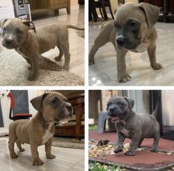 American Bully Puppy Female and Males