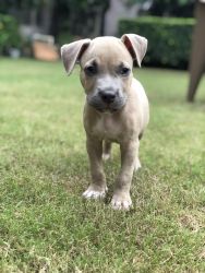 American bully male puppy for sale