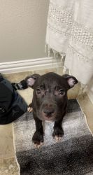 15 week old puppy needing new home