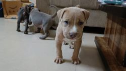 Vaccinated American bully male puppies for sale(standard size)