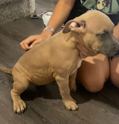 Pure bred american bully puppy for sale.