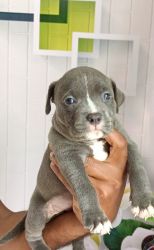 45 days old american bully female puppy