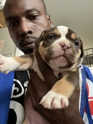 American packet tri color bullys puppies available