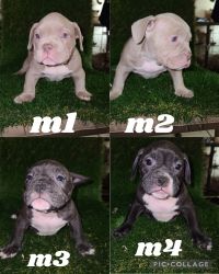 4 exotic bully male's available