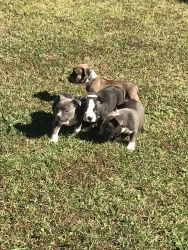 Pocket American Bullies pups for sale!!!!